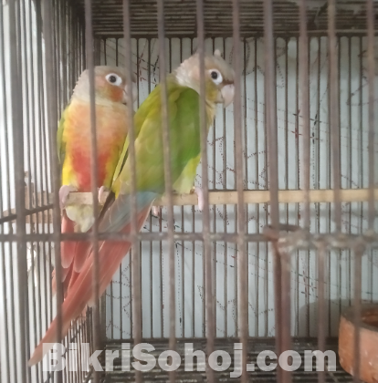পাইনআপেল কুনুর, ককাটেল, ফরপাস ও জে.পি বাজেরিগার
